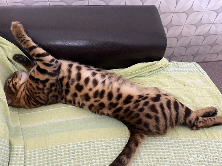Бенгальский кот вязка