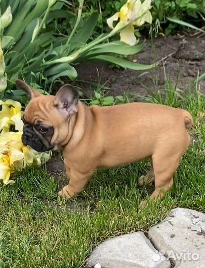 Французский бульдог
