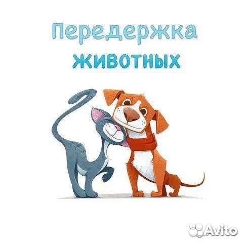 Передержка животных