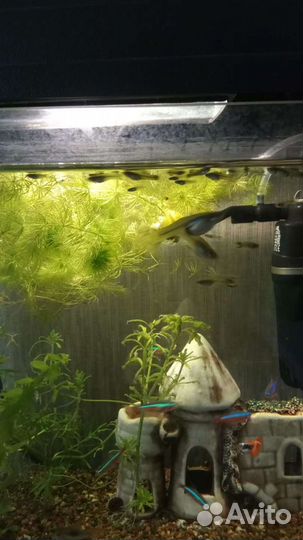 Аквариумные рыбки