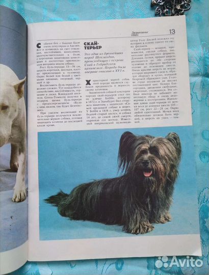 Декоративные собаки (1988)