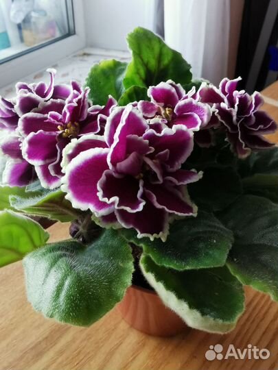 Фиалка в горшках