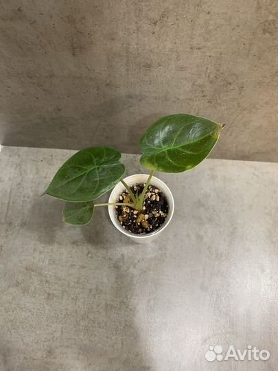 Алоказия венти