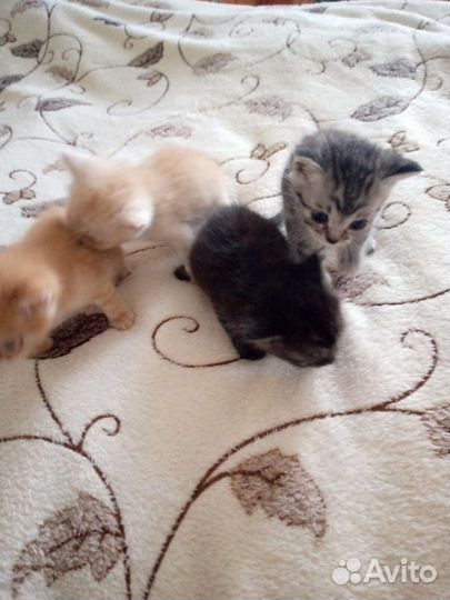 Котята в добрые руки