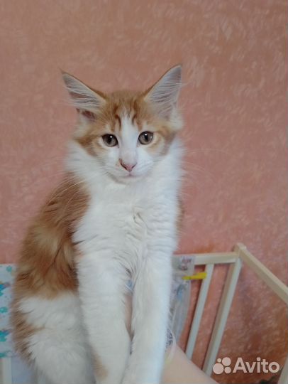 Котята мейн-кун классика