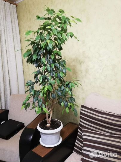 Фикус бенджамина