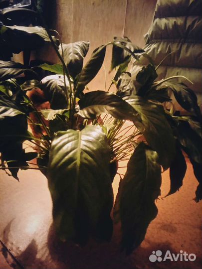 Спатифиллум