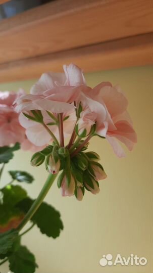 Герань розовая