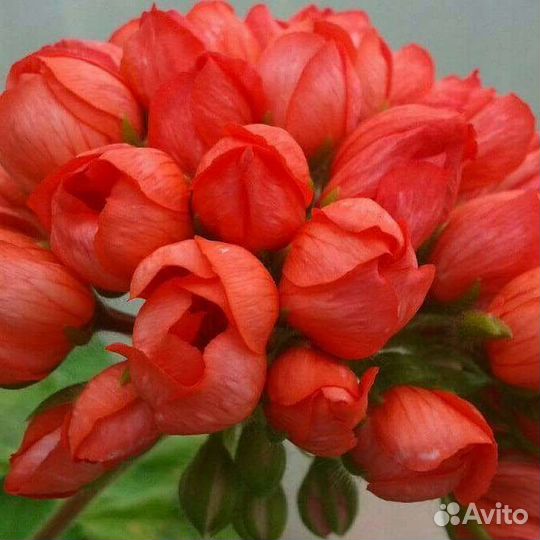 Герань тюльпановидная