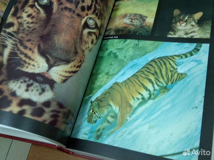 Красная книга