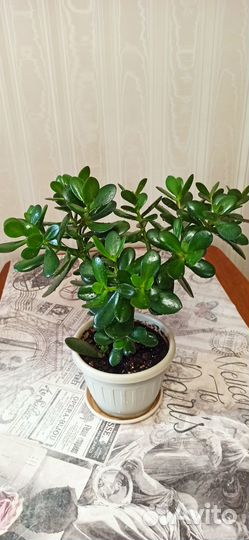 Красула толстянка