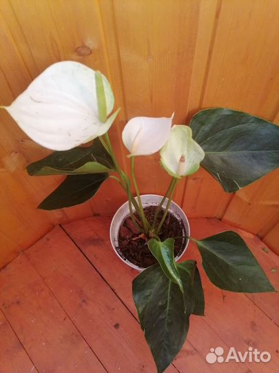 Антуриум Элидо белый