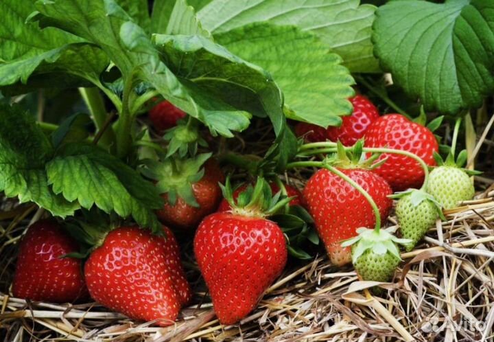 Крупная сладкая клубника/альбион