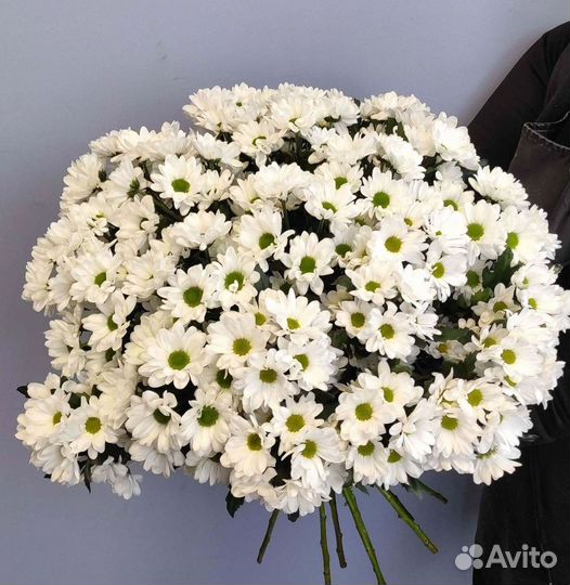 Хризантема