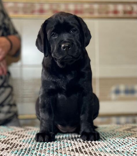 Щенки лабрадора черные
