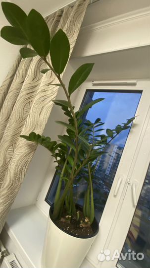 Замиокулькас