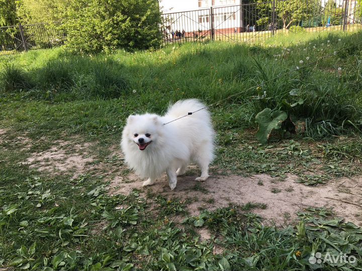 Собака вязка