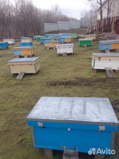 Улей с пчелами