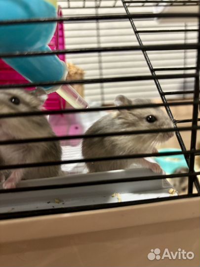 Джунгарский хомяк