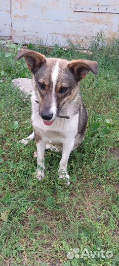 Собака в добрые руки маленькая порода