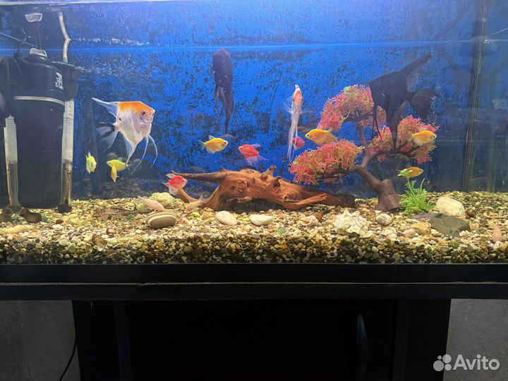 Аквариум с рыбками 140литров, С тумбой