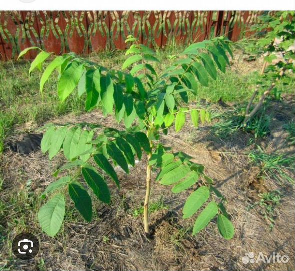 Маньчжурский орех