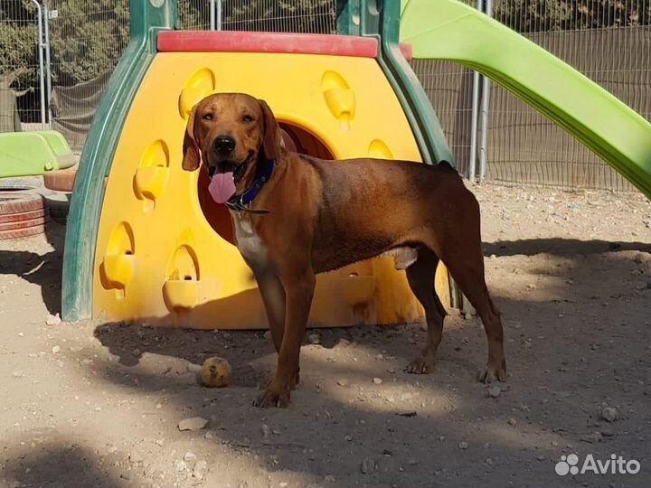 Лионель, молод и красив, спокоен и грациозен