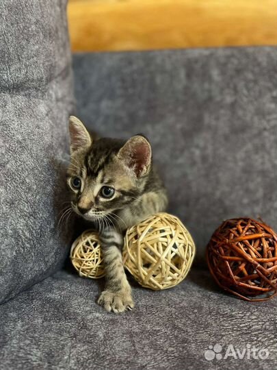 Котенок в дар