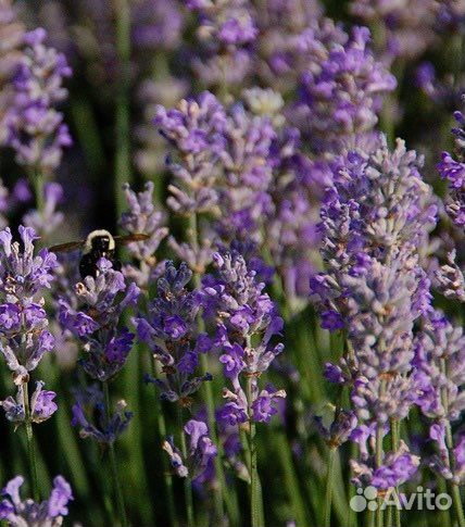 Лаванда гибридная Phenomenal,Хидкот