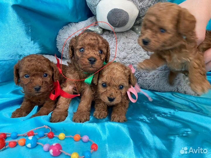 Собака той пудель