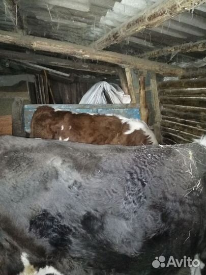 Бык и 2 тёлки живым весом