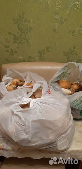 Отдам бесплатно