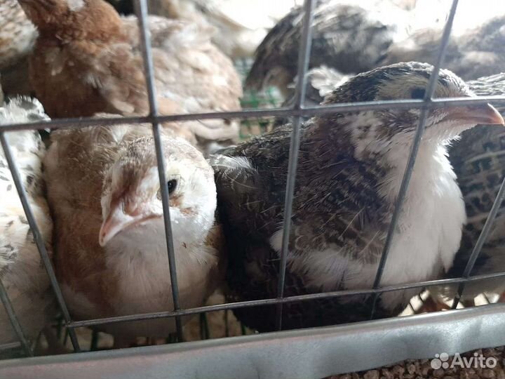 Перепела продажа