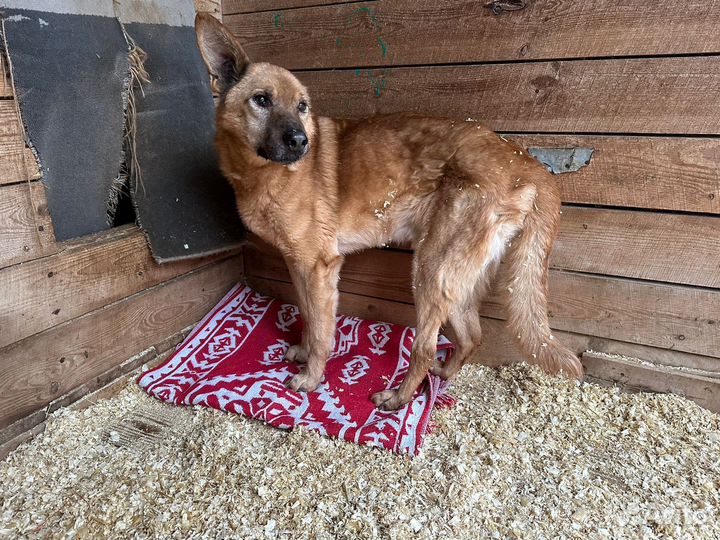 Пьер так и сдохнет в этой клетке