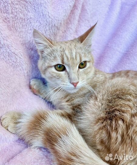 Ласковая рыжая скромница Фокси в добрые руки