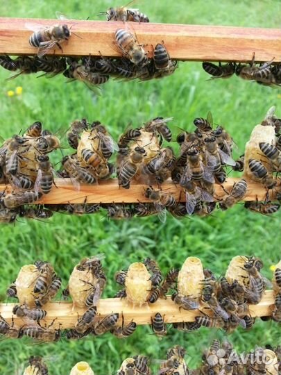 Маточное молочко нативное