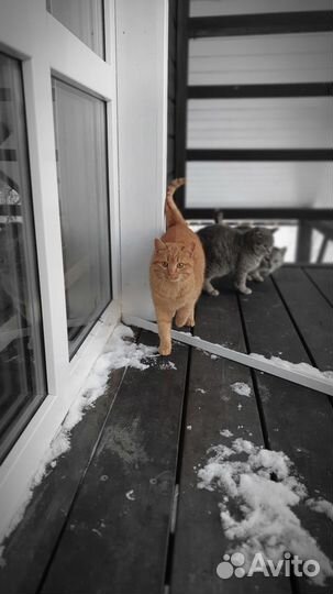 Котята отдам в добрые руки бесплатно