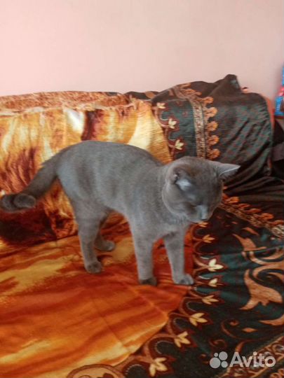 Шотландский кот вязка