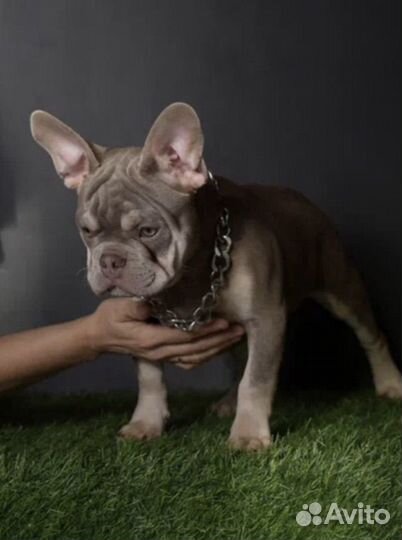 Французский бульдог Изабелла нью шейд