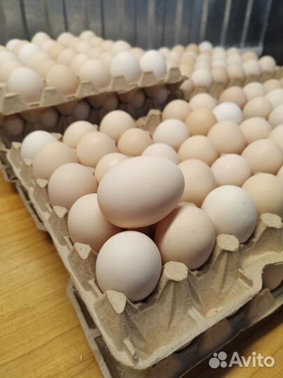 Свежее крупное куриное яйцо