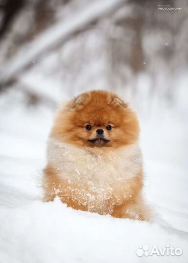 Супер-померанец для вязок