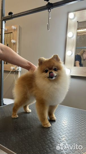 Груминг стрижка собак и кошек