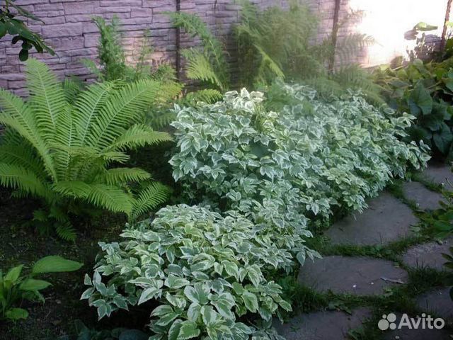 Сныть обыкновенная Вариегата (Variegata)