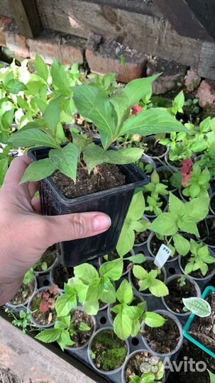 Укорененные черенки кустарников, многолетников