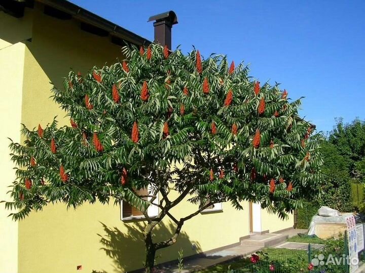 Сумах оленерогий