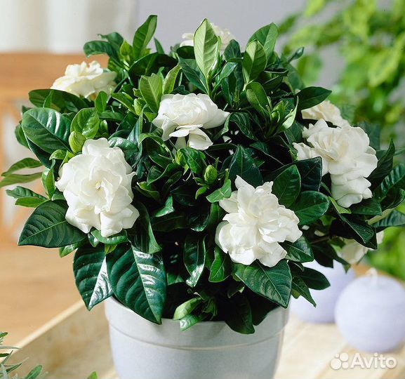 Комнатные цветы растение гардения жасминовидная