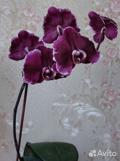 Орхидея фаленопсис