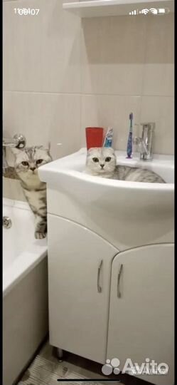Шотландские котята