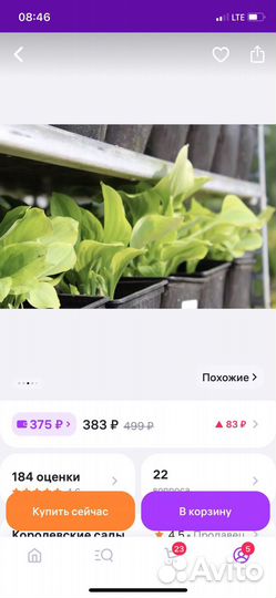 Рассада хосты