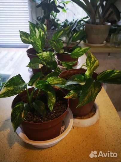 Сциндапсус (Эпипремнум)